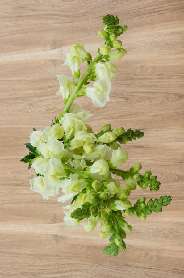 White Snapdragons