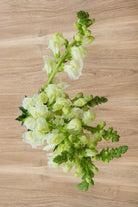 White Snapdragons