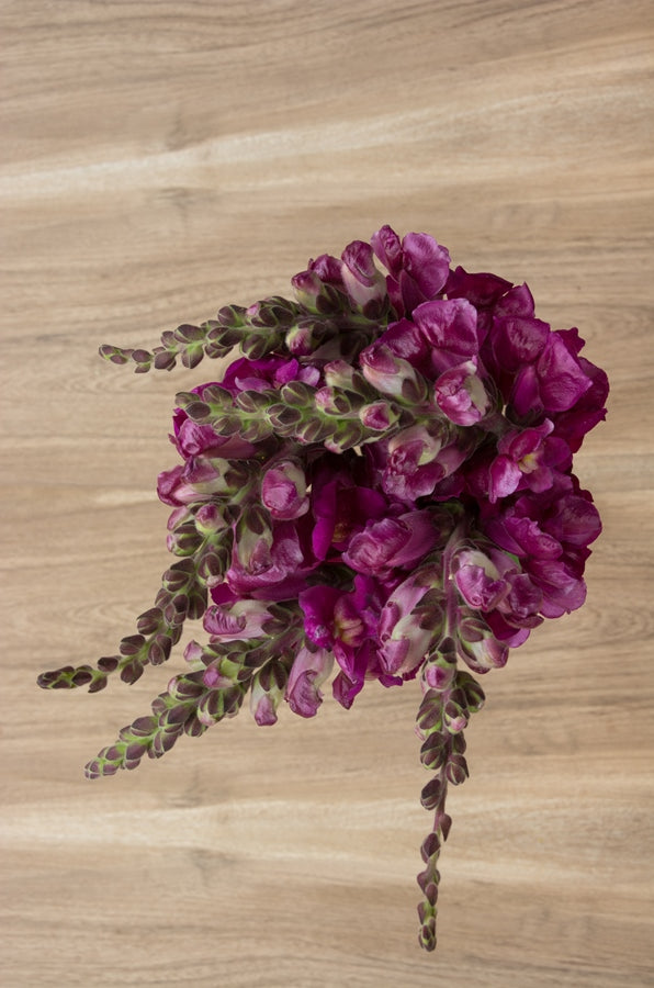 Hot Pink Snapdragons