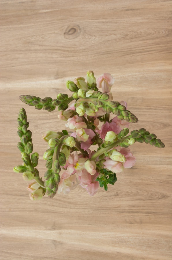 Light Pink Snapdragons