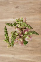 Light Pink Snapdragons