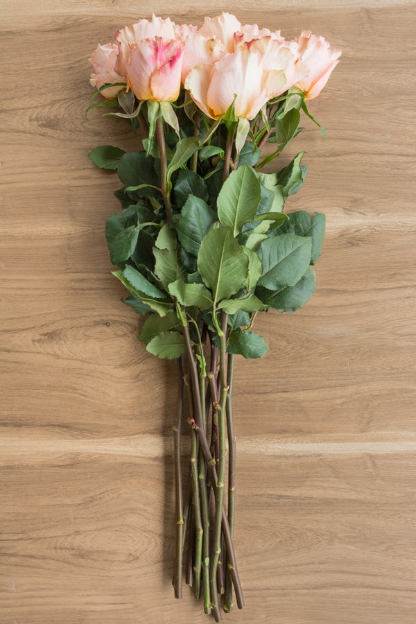 Peach Campanella Garden Rose