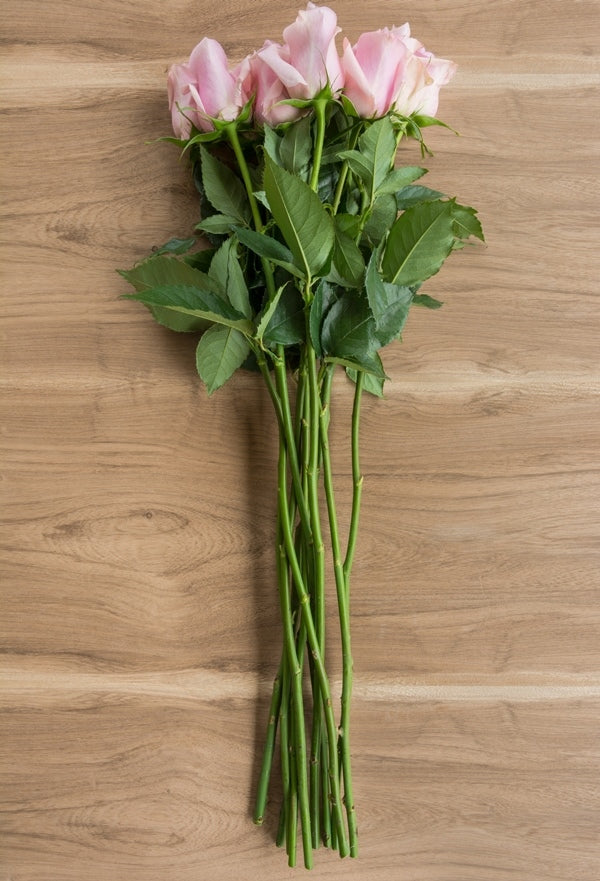 Silverstone Lavender Rose