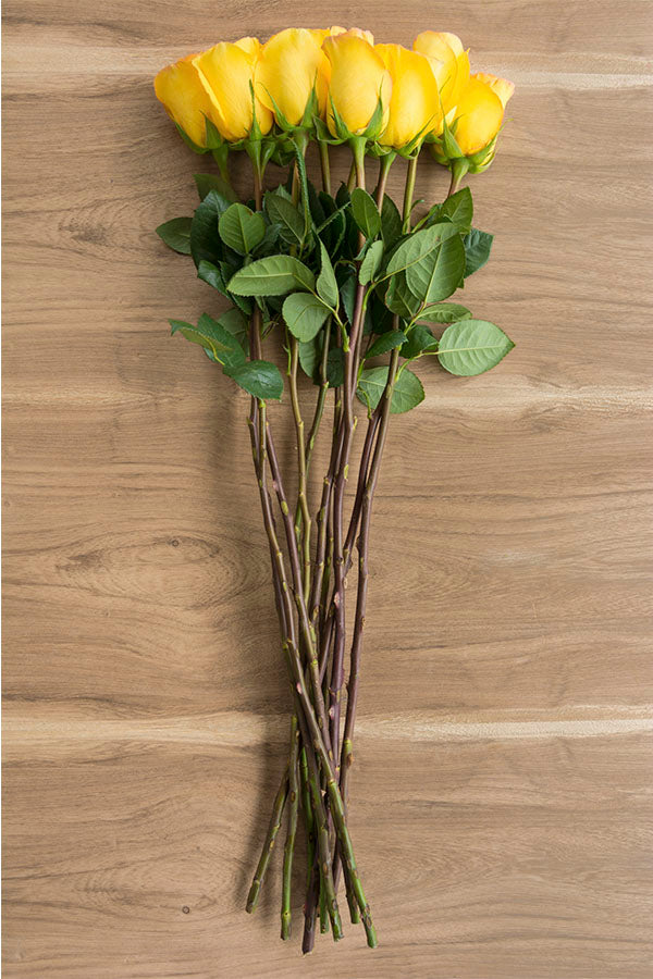Kerio Yellowr Rose