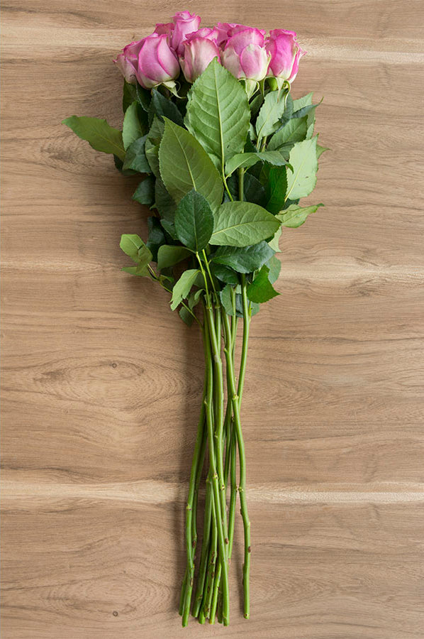 Cool Water Lavender Rose