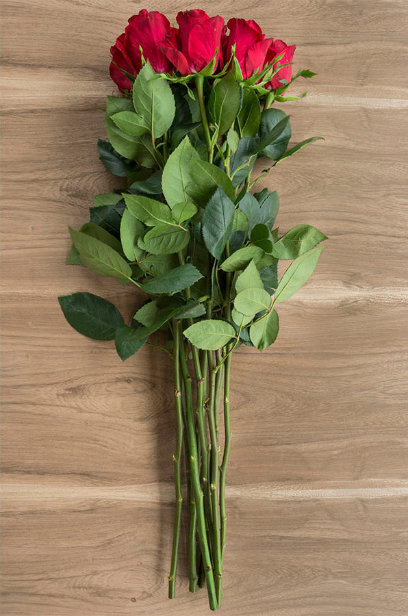 Red Intuition Rose (Exclusive)