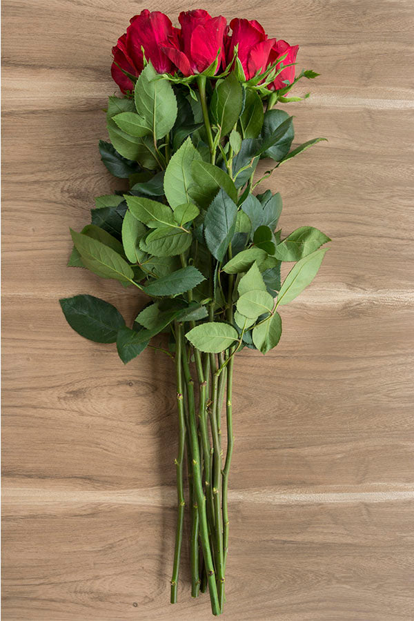 Red Intuition Rose (Exclusive)