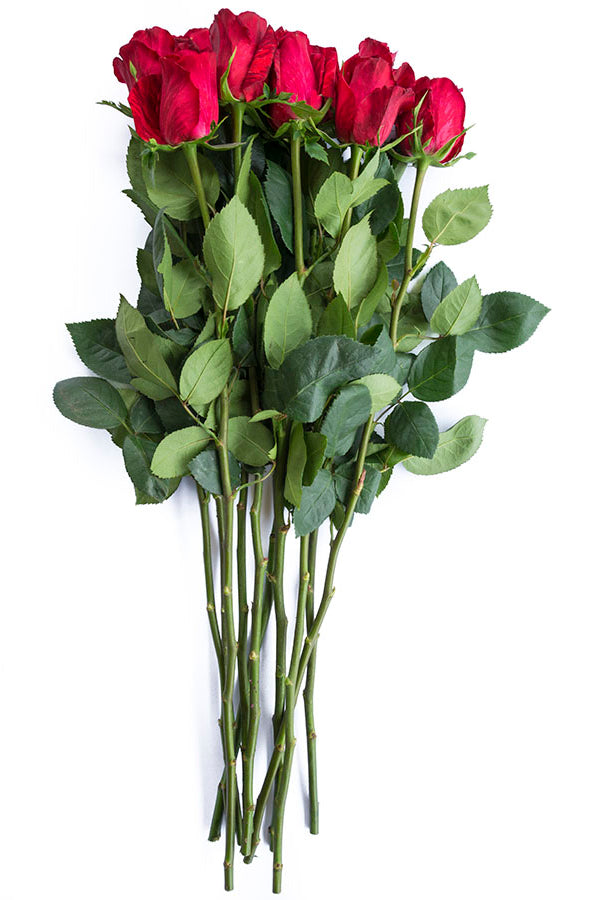 Red Intuition Rose (Exclusive)