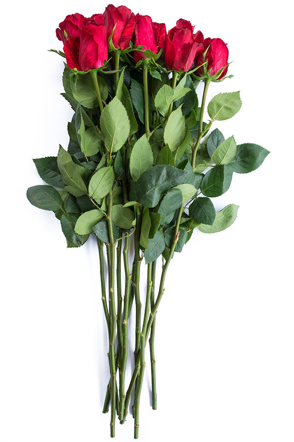 Red Intuition Rose (Exclusive)