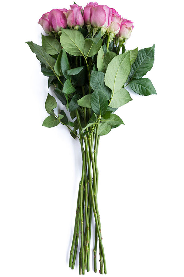 Cool Water Lavender Rose