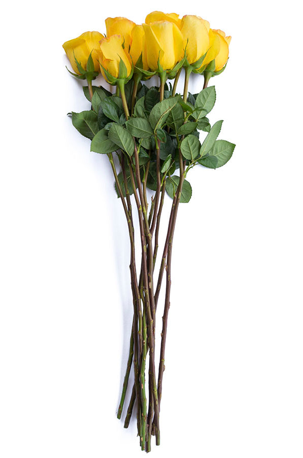Kerio Yellowr Rose