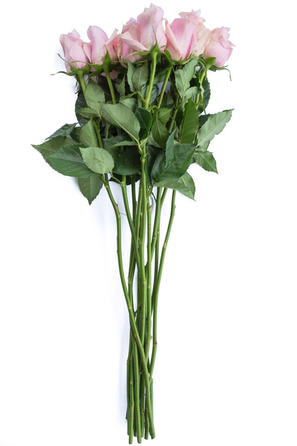 Silverstone Lavender Rose