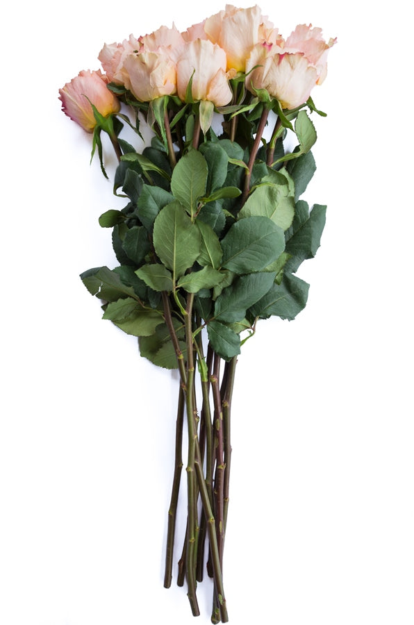 Peach Campanella Garden Rose