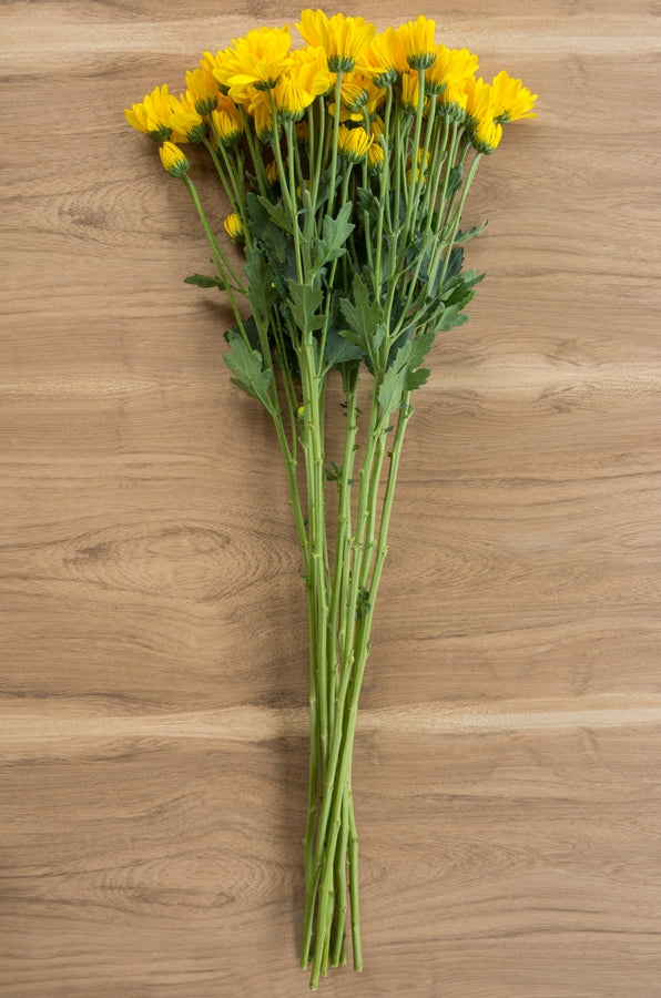 Yellow Daisy Poms