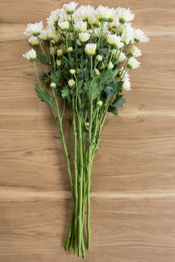 White Daisy Poms