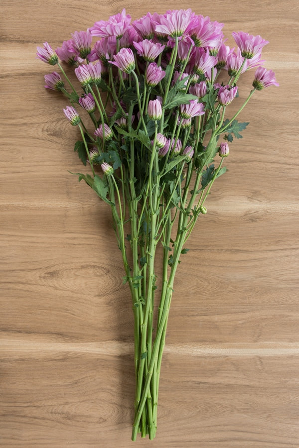 Lavender Daisy Poms