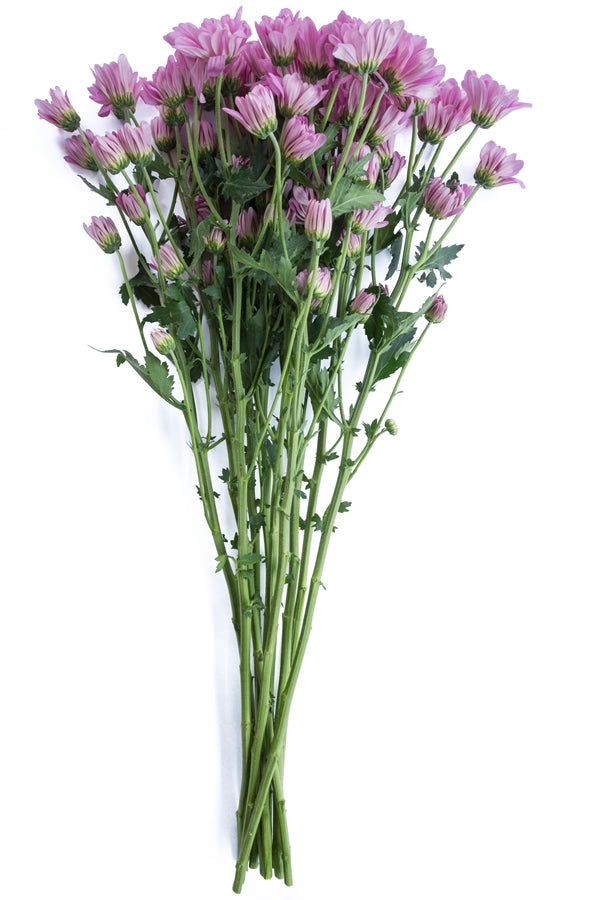 Lavender Daisy Poms