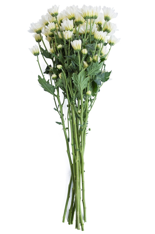 White Daisy Poms