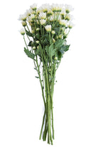 White Daisy Poms