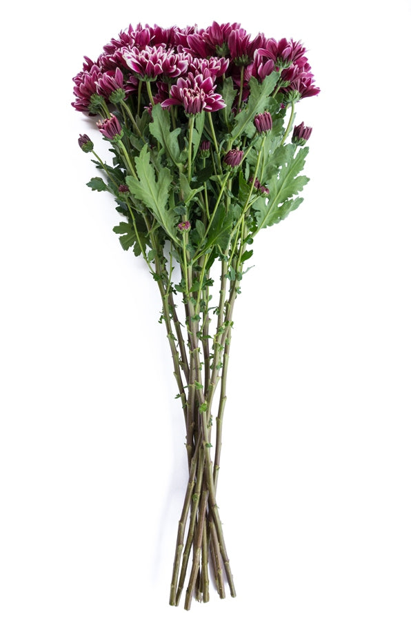 Purple Daisy Poms
