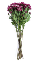 Purple Daisy Poms