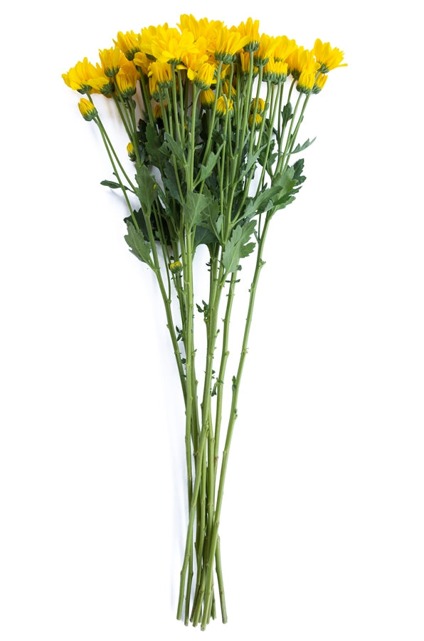 Yellow Daisy Poms
