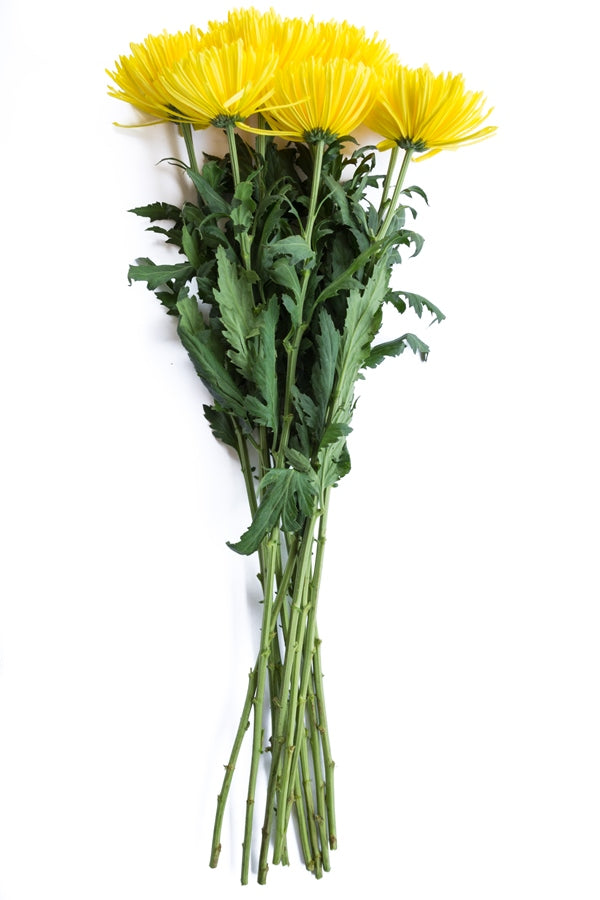 Spider Anastasia Yellow