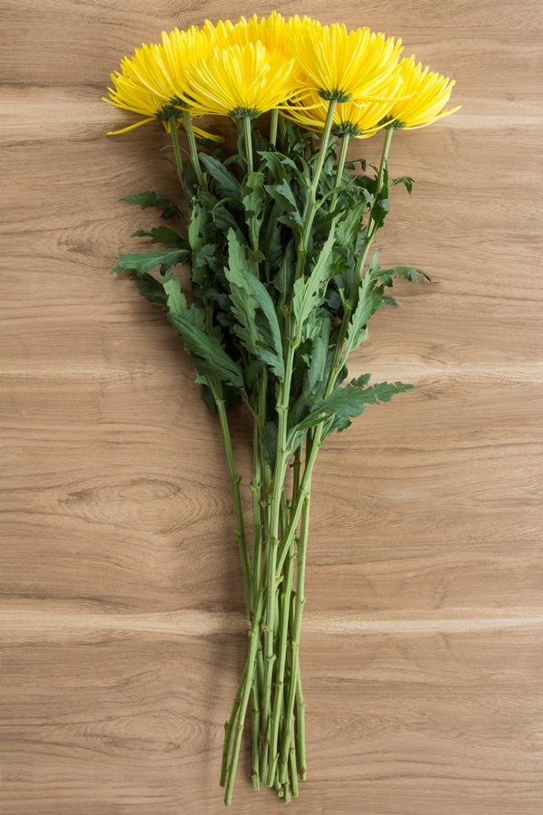 Spider Anastasia Yellow