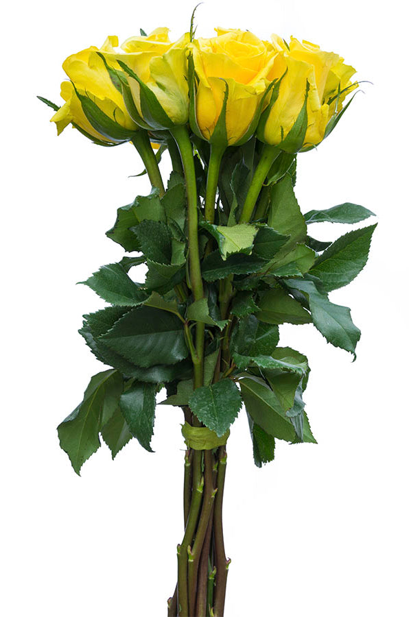 Brasil Yellow Rose