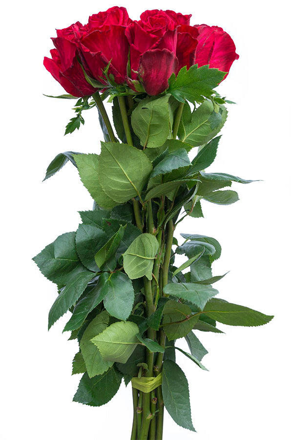 Red Intuition Rose (Exclusive)