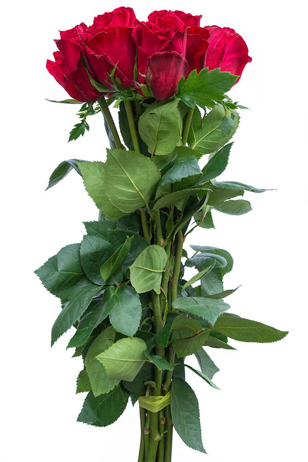 Red Intuition Rose (Exclusive)