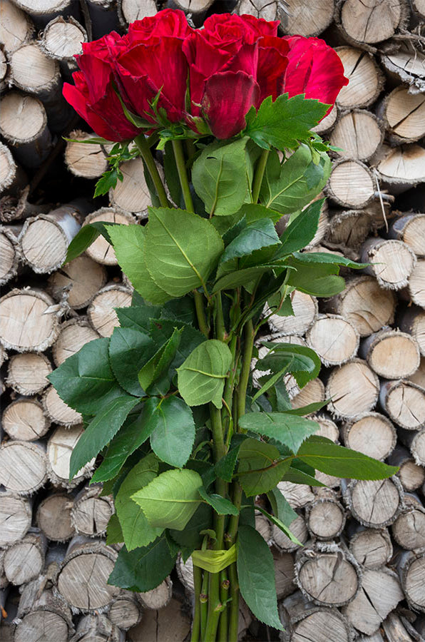 Red Intuition Rose (Exclusive)