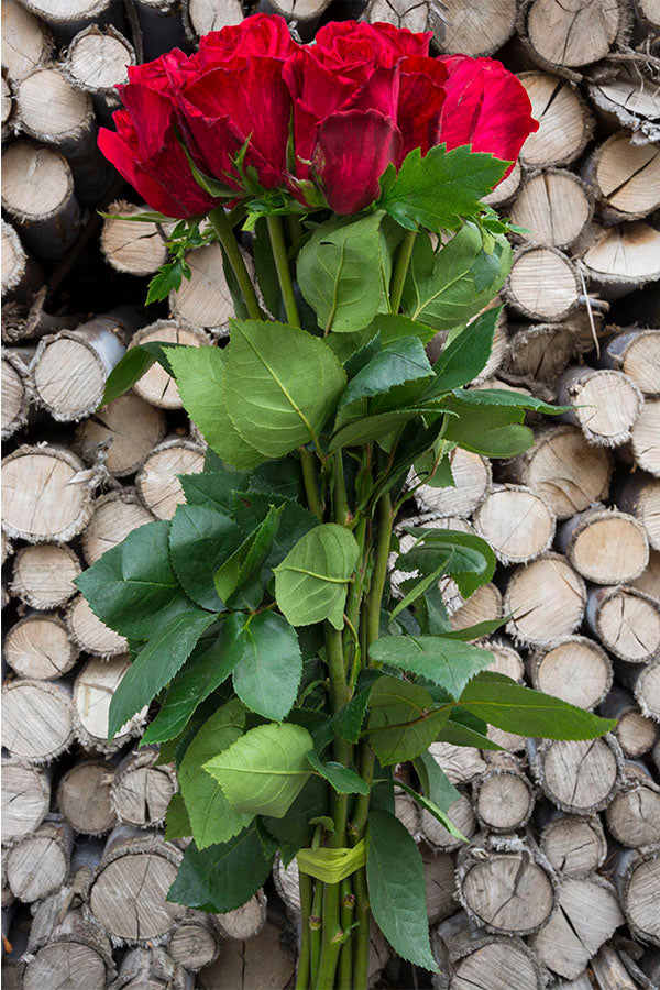 Red Intuition Rose (Exclusive)