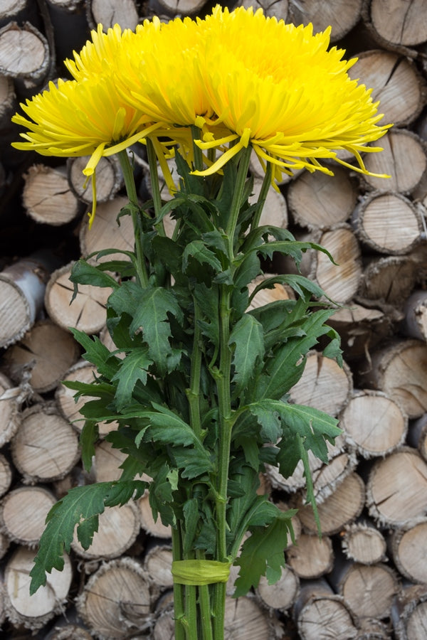 Spider Anastasia Yellow