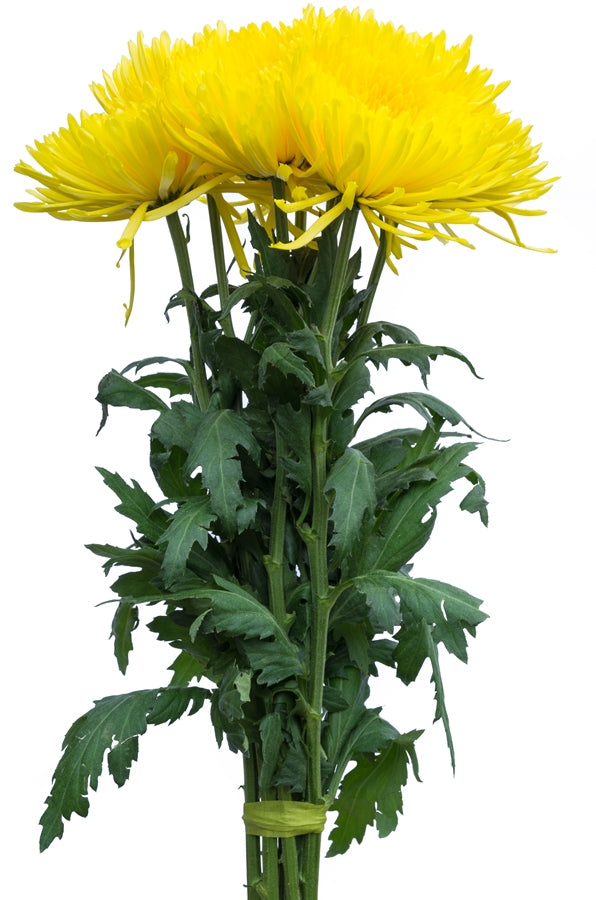 Spider Anastasia Yellow