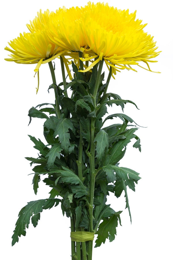 Spider Anastasia Yellow