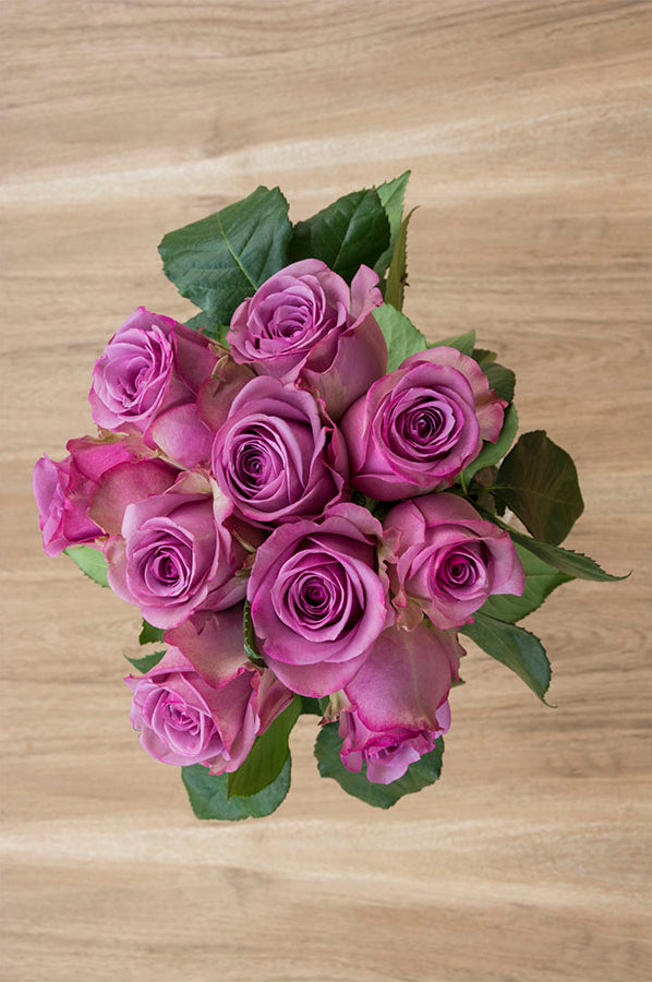 Cool Water Lavender Rose