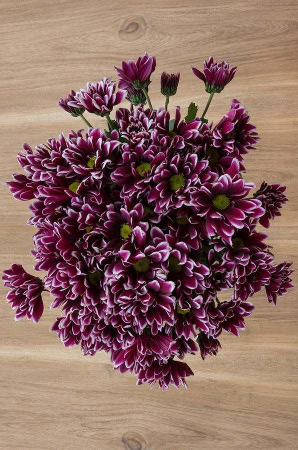 Purple Daisy Poms