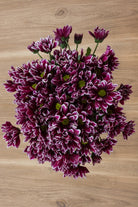 Purple Daisy Poms