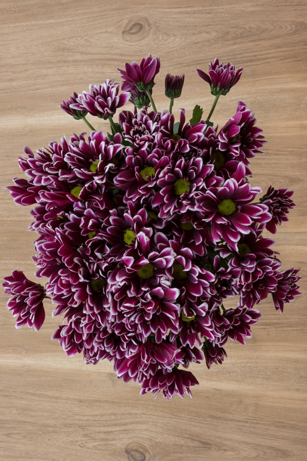 Purple Daisy Poms