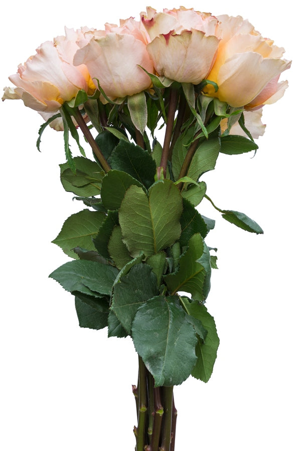 Peach Campanella Garden Rose