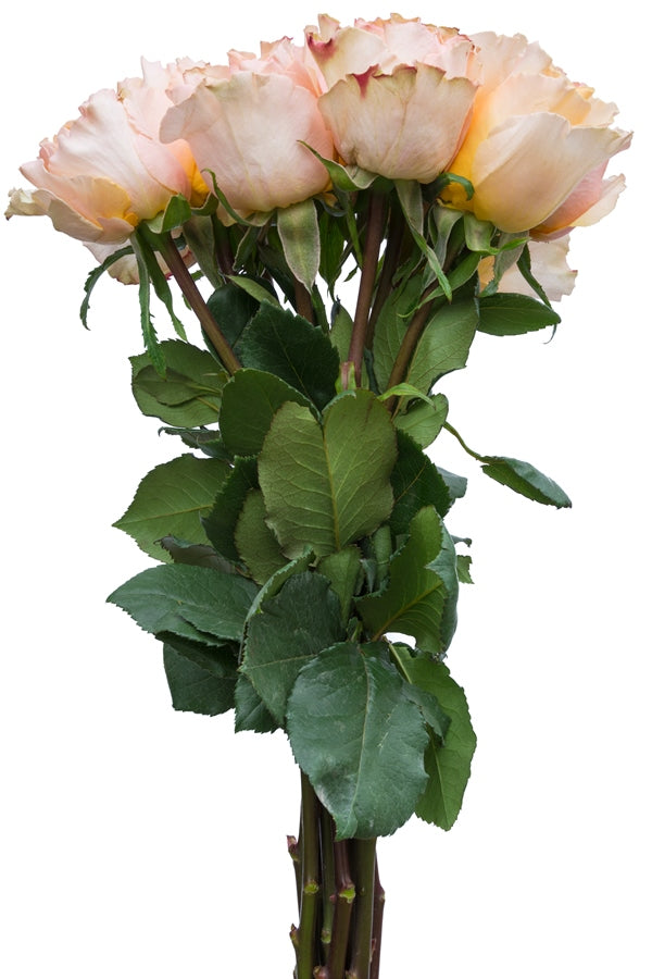 Peach Campanella Garden Rose