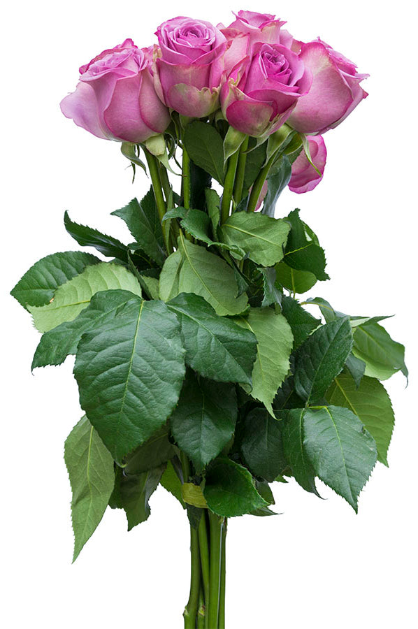 Cool Water Lavender Rose