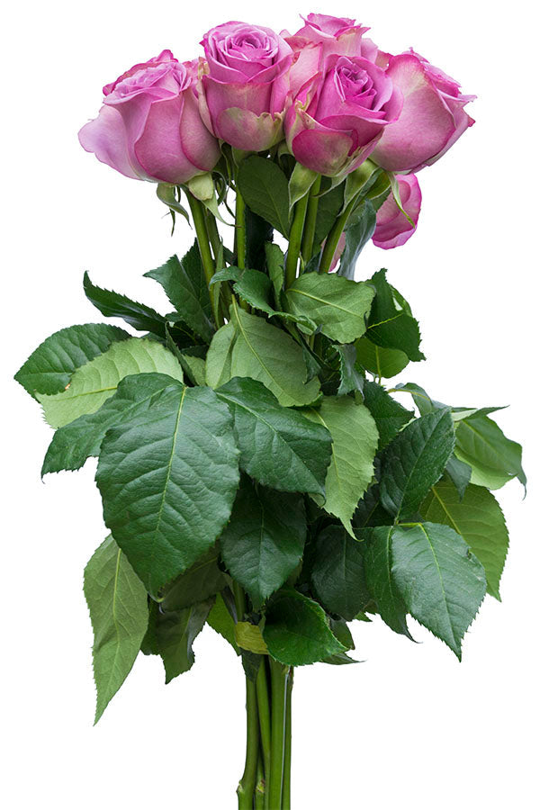 plant roses with lavender Cool Water Rose | Lavender Roses | Purple Roses