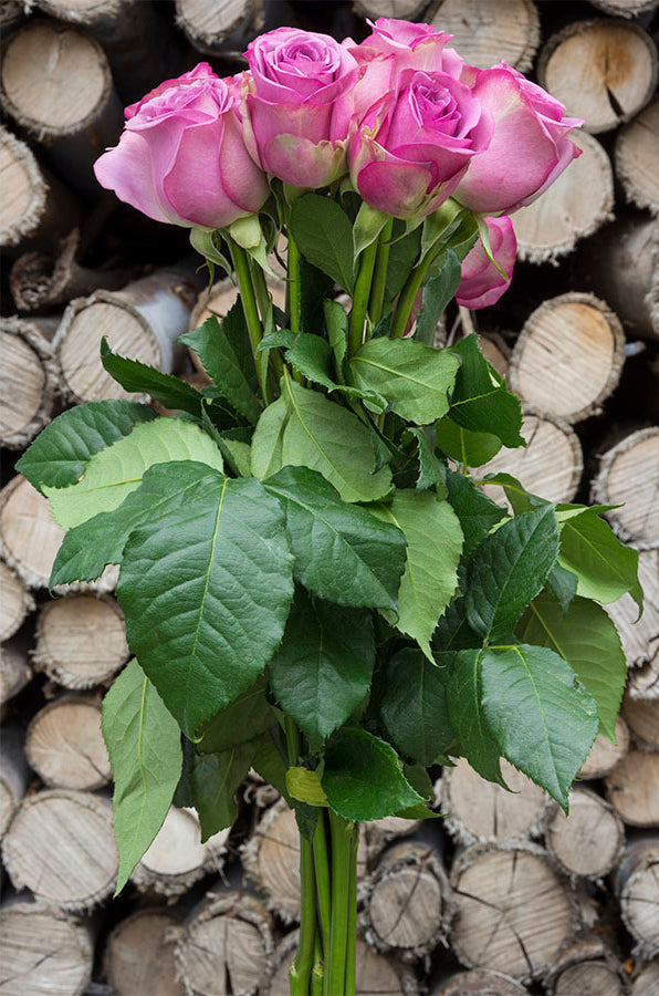Cool Water Lavender Rose