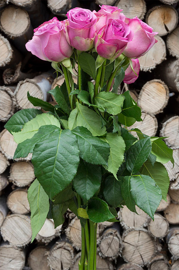Cool Water Lavender Rose