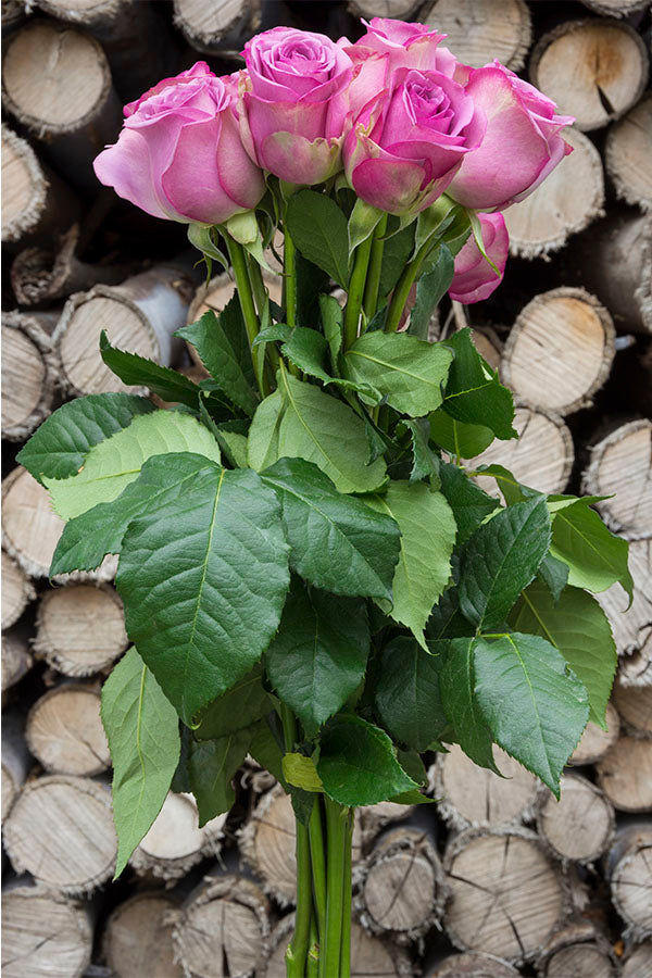 Cool Water Lavender Rose