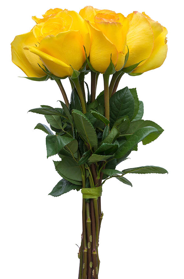 Kerio Yellowr Rose