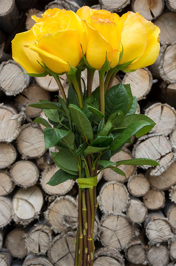 Kerio Yellowr Rose