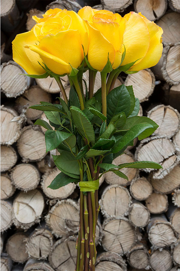 Kerio Yellowr Rose